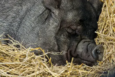 cerdo durmiendo