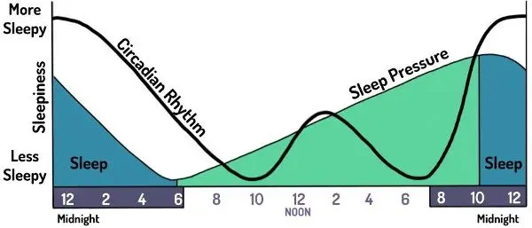 curvas del ciclo circadiano y la presión de sueño