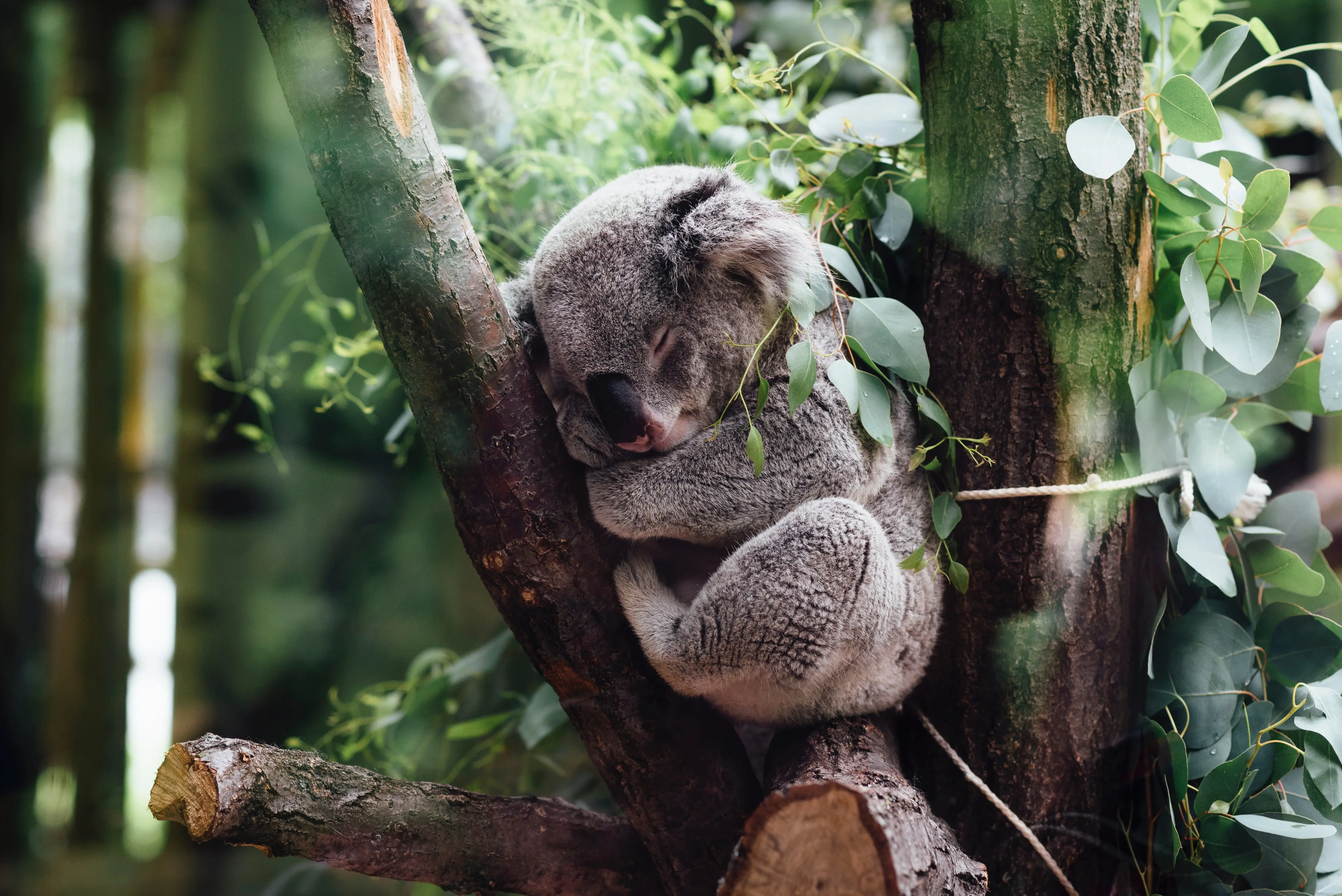 koala durmiendo en arbol