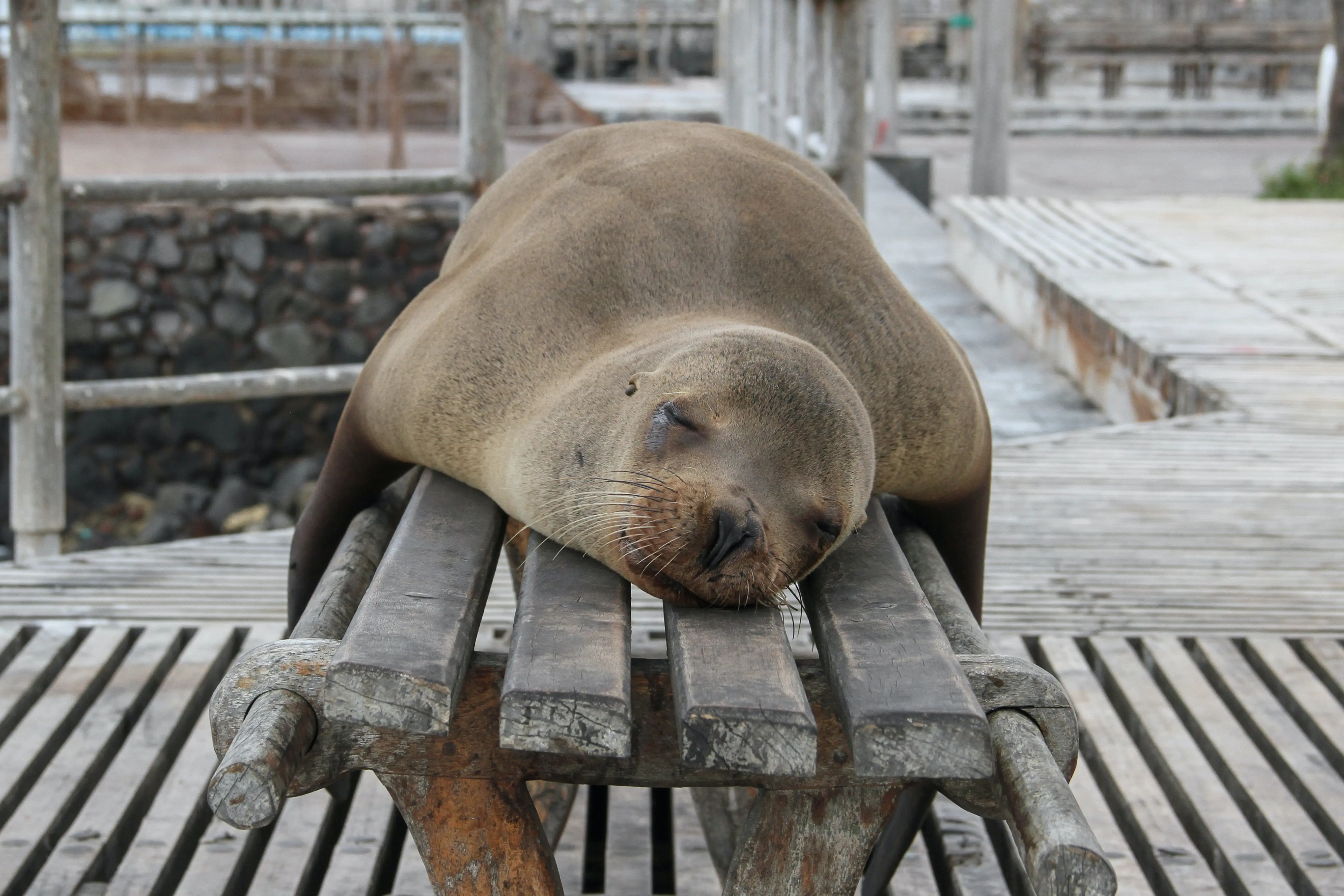 lobo marino durmiendo siesta