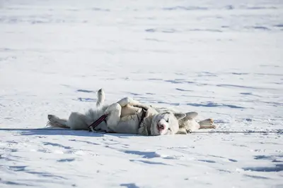 perro durmiendo sobre la nieved