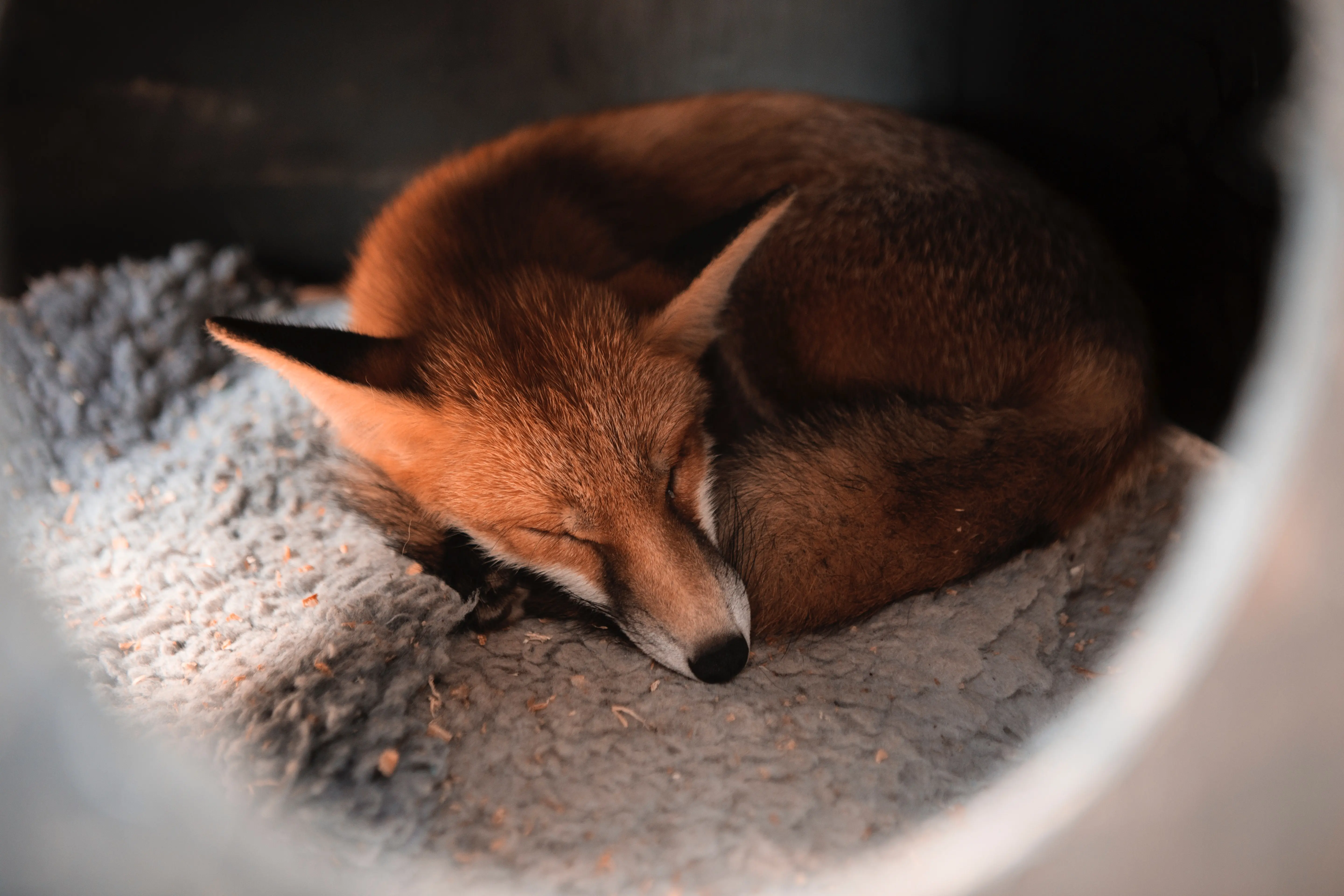 zorro durmiendo